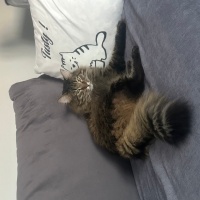 Tekir Kedi, Kedi  Çağla fotoğrafı