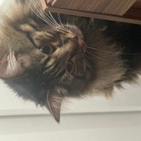 Tekir Kedi, Kedi  Çağla fotoğrafı