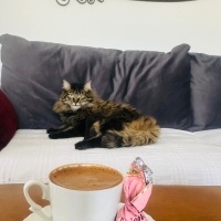 Tekir Kedi, Kedi  Çağla fotoğrafı