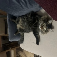 Tekir Kedi, Kedi  Çağla fotoğrafı