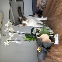 Tekir Kedi, Kedi  Hachiko fotoğrafı