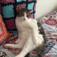 Tekir Kedi, Kedi  Hachiko fotoğrafı