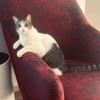 Tekir Kedi, Kedi  Hachiko fotoğrafı