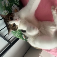 Tekir Kedi, Kedi  Hachiko fotoğrafı