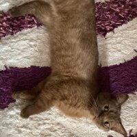 Scottish Fold, Kedi  Şila fotoğrafı