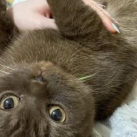 Scottish Fold, Kedi  Şila fotoğrafı