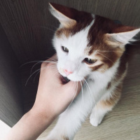 Tekir Kedi, Kedi  Prens fotoğrafı