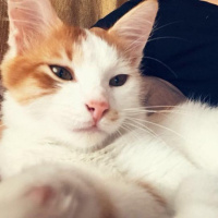 Tekir Kedi, Kedi  Prens fotoğrafı