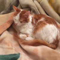Tekir Kedi, Kedi  Prens fotoğrafı