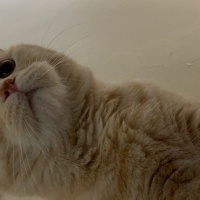 Scottish Fold, Kedi  Bal fotoğrafı