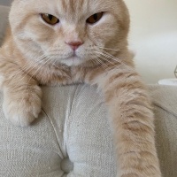 Scottish Fold, Kedi  Bal fotoğrafı