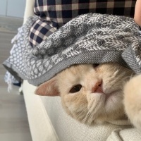 Scottish Fold, Kedi  Bal fotoğrafı