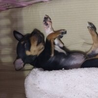 Doberman Pinscher, Köpek  PATİ (0 BEDEN MİNYATÜR) fotoğrafı