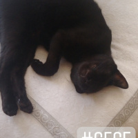 Tekir Kedi, Kedi  Gece fotoğrafı