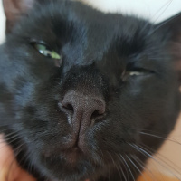 Tekir Kedi, Kedi  Zeytin fotoğrafı