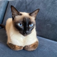 Siyam Kedisi, Kedi  PEKMEZ fotoğrafı
