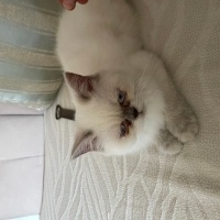 İran Kedisi (Persian), Kedi  Doby fotoğrafı