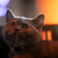 British Shorthair, Kedi  Balım fotoğrafı