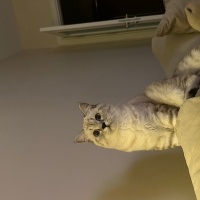 British Shorthair, Kedi  Yoda fotoğrafı