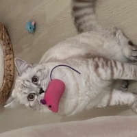 British Shorthair, Kedi  Yoda fotoğrafı