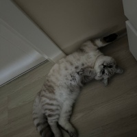 British Shorthair, Kedi  Yoda fotoğrafı
