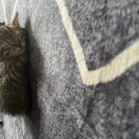 Tekir Kedi, Kedi  Bıdık fotoğrafı
