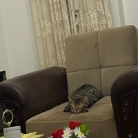 Tekir Kedi, Kedi  Punch fotoğrafı