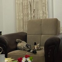 Tekir Kedi, Kedi  Punch fotoğrafı