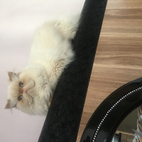 İran Kedisi (Persian), Kedi  Admin fotoğrafı