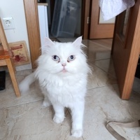 Chinchilla, Kedi  Sütlaç fotoğrafı