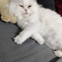 Chinchilla, Kedi  Sütlaç fotoğrafı