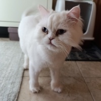 Chinchilla, Kedi  Sütlaç fotoğrafı