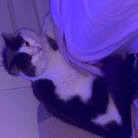Norwegian Forest, Kedi  Patik fotoğrafı