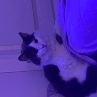 Norwegian Forest, Kedi  Patik fotoğrafı