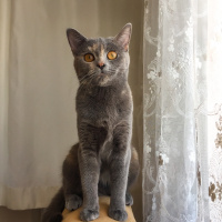 Tekir Kedi, Kedi  Karamel fotoğrafı