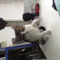 Tekir Kedi, Kedi  Çiko fotoğrafı