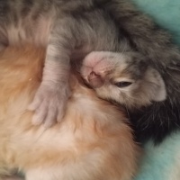 Tekir Kedi, Kedi  Gece ve bebekleri fotoğrafı
