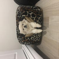 Pekingese, Köpek  Mişa fotoğrafı