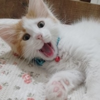 Sarman, Kedi  Ponçik fotoğrafı