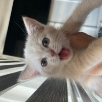 British Shorthair, Kedi  Çörek fotoğrafı