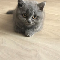 British Shorthair, Kedi  Mocha fotoğrafı