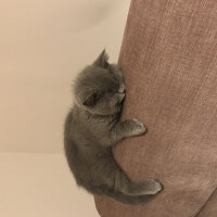 British Shorthair, Kedi  Mocha fotoğrafı