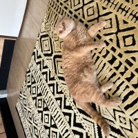 Scottish Fold, Kedi  Lokum fotoğrafı