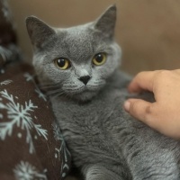 British Shorthair, Kedi  Chetos fotoğrafı