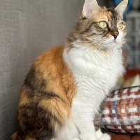 Tekir Kedi, Kedi  Arwen fotoğrafı
