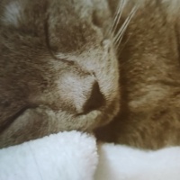 British Shorthair, Kedi  Rokko fotoğrafı