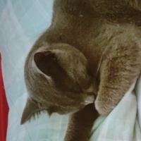 British Shorthair, Kedi  Rokko fotoğrafı