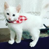 Ankara Kedisi, Kedi  lokum fotoğrafı