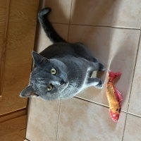 British Shorthair, Kedi  Duman fotoğrafı
