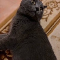 British Shorthair, Kedi  Duman fotoğrafı